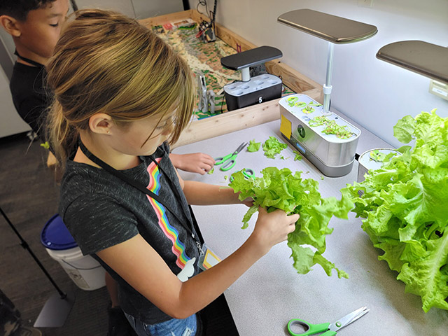 Student washing lettuce